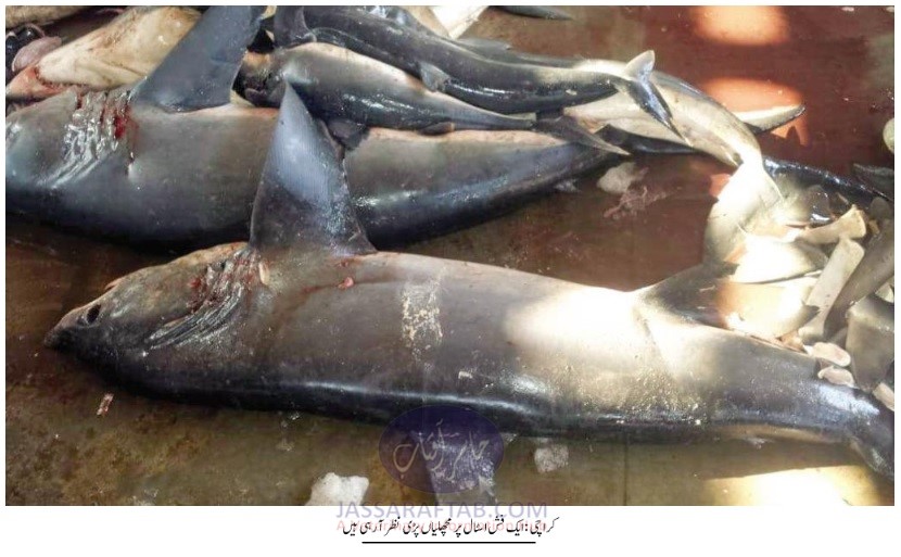 Shark Meat Sale in Karachi