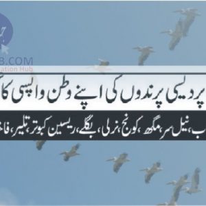 Siberian Birds back in Pakistan