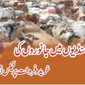 Cattle markets, Tax on animals under consideration