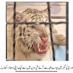 Lion in Lahore Zoo from UAE