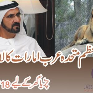 Lions for Lahore zoo from UAE