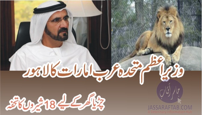 وزیر اعظم متحدہ عرب امارات کا لاہور چڑیا گھر کے لئے 18 شیروں کا تحفہ