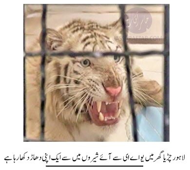 Lion in Lahore Zoo from UAE