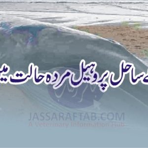 Dead Whale in Gwadar