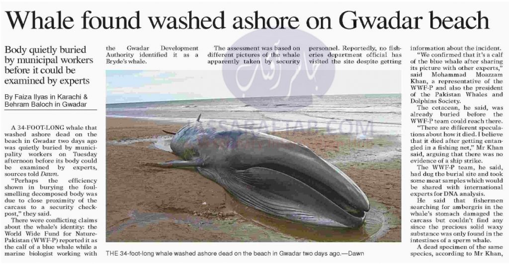 Giant Blue Whale found dead in Gwadar