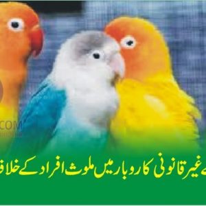 Action against Illegal Birds trading