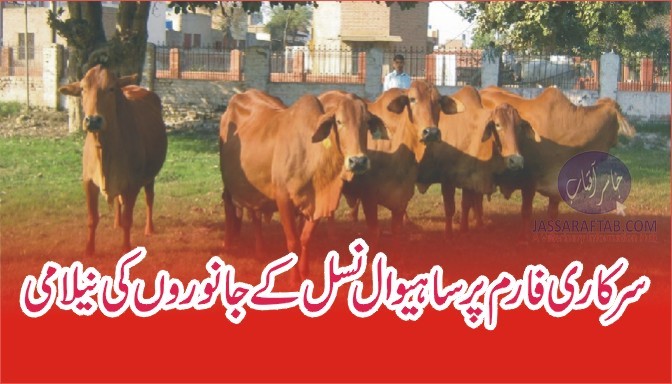 Auction of Sahwial Cows