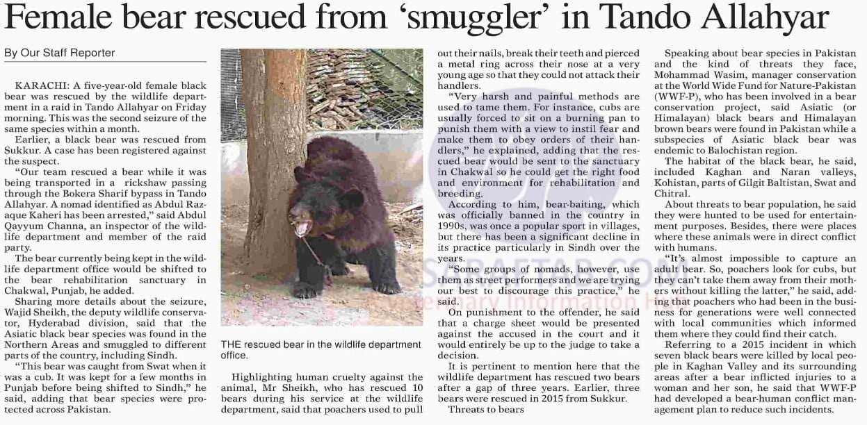 Smuggler of Female Bear