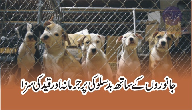 Penalty on Cruelty to Animals