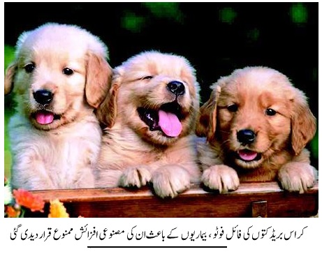 Artificial Insemination in dogs in Pakistan