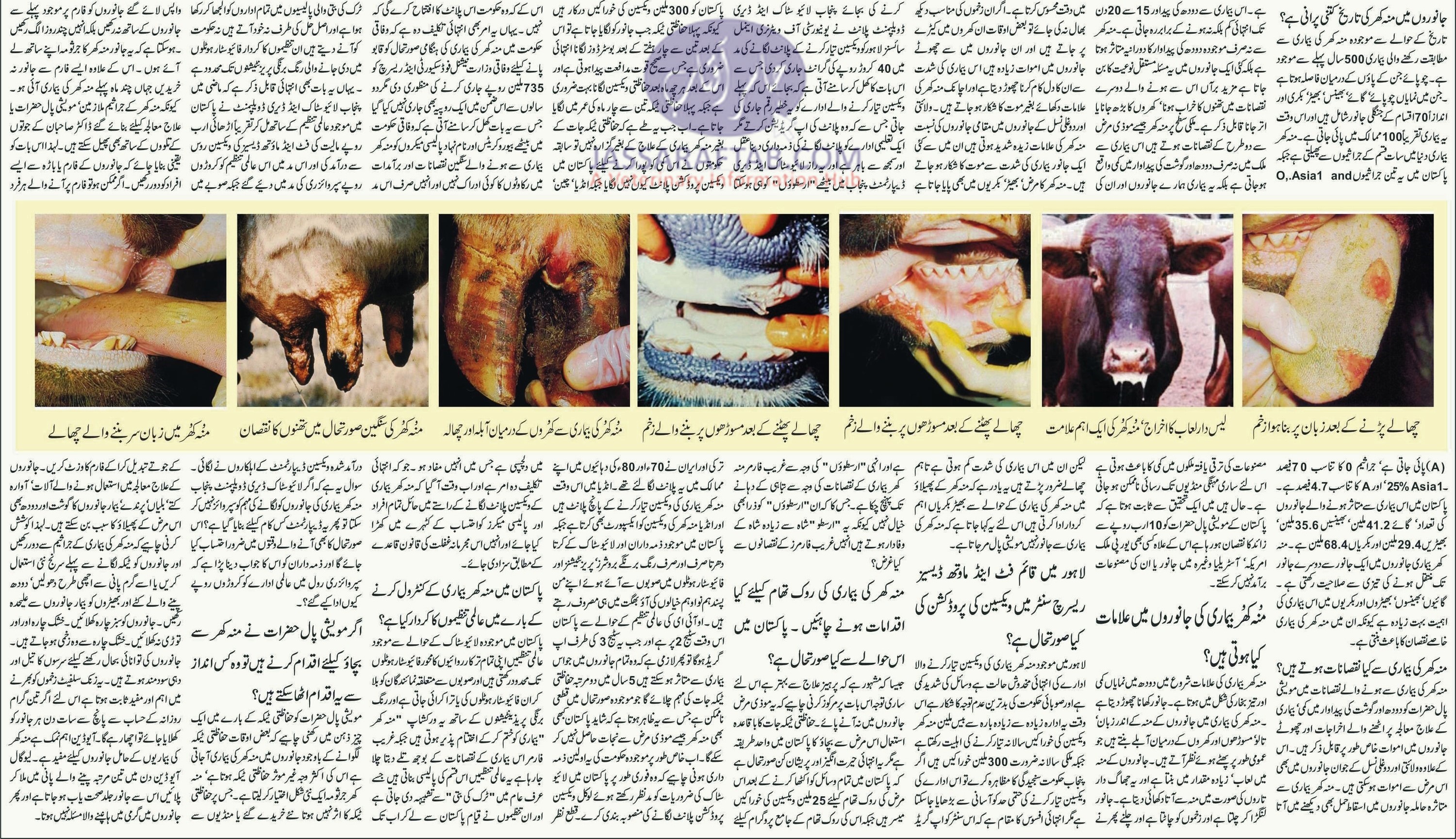 Foot and Mouth Diseases Vaccine & FMD Control in Pakistan 