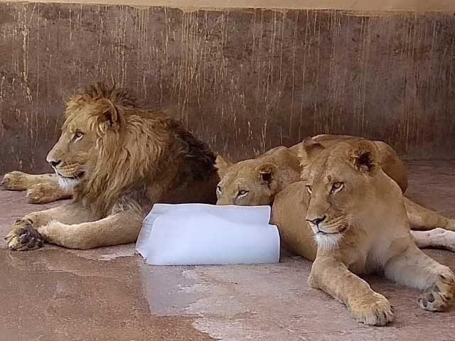 Lions with ice block in zoo