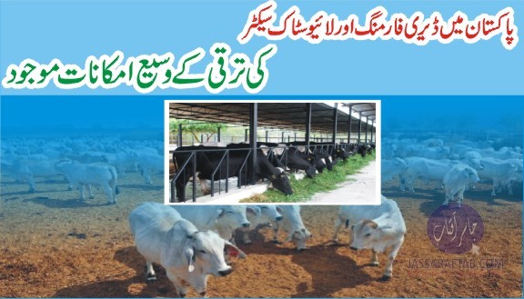 Potential of Livestock Development
