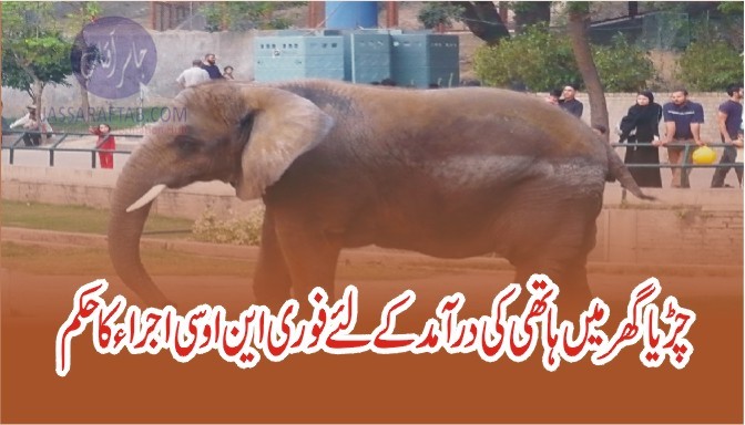 NOC for Elephant for Zoo