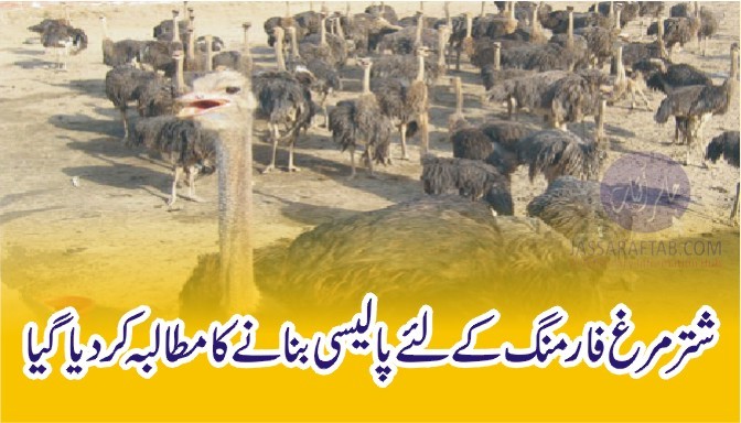 شتر مرغ فارمنگ کے لئے پالیسی بنانے کا مطالبہ کر دیا گیا
