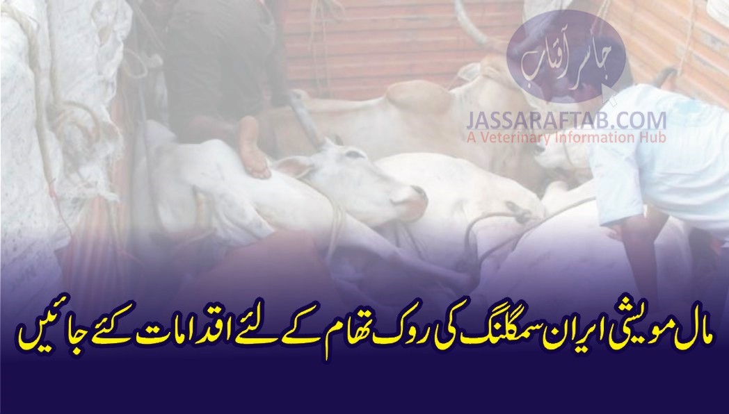 Iran Smuggling Livestock