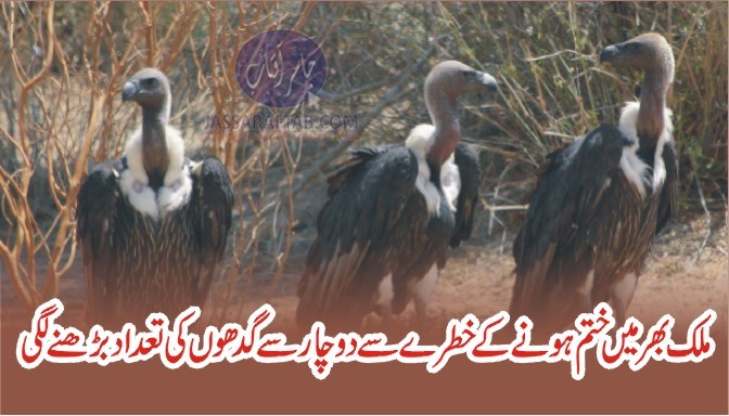 Vultures population stabilizing in Pakistan