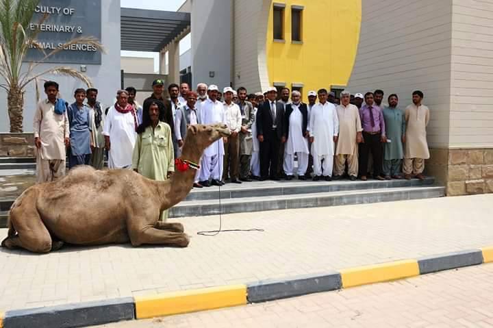 World Camel Day at Lasbela University