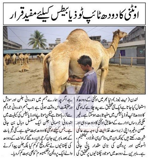 Camel milk for Diabetes Treatment