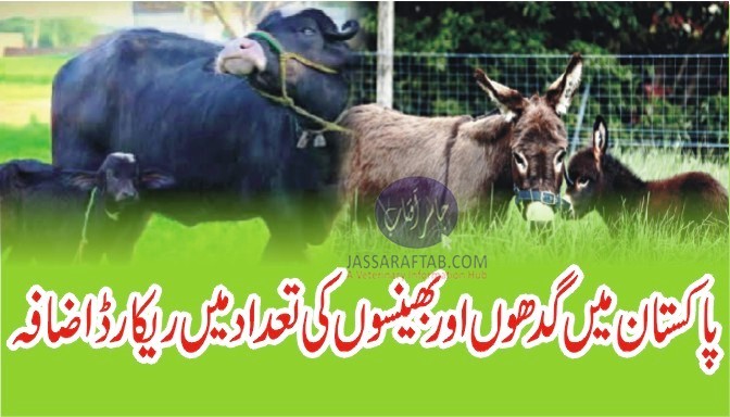 پاکستان میں گدھوں اور بھینسوں کی آبادی میں ریکارڈ اضافہ