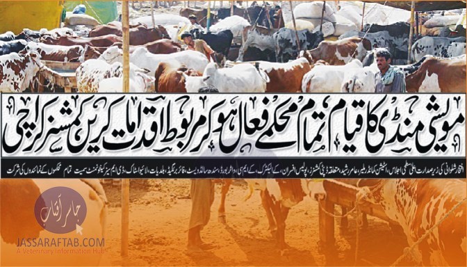 عیدالاضحیٰ کے حوالے سے مویشی منڈی کا قیام ، تمام محکمے فعال ہو کر مربوط اقدامات کریں ، کمشنر کراچی