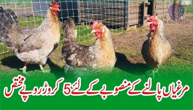 مرغیاں پالنے کے منصوبے کے لئے5 کروڑ روپے مختص