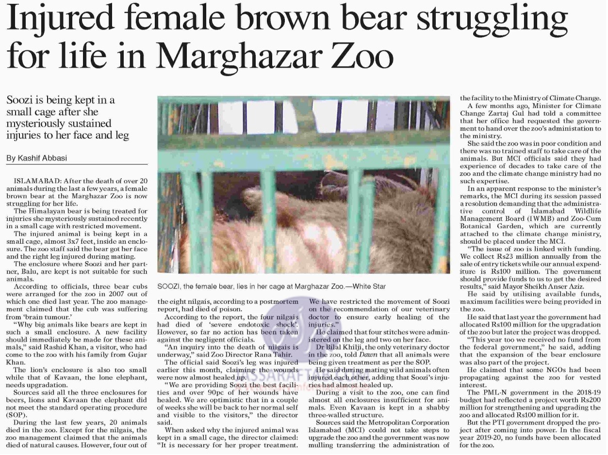 Female Brown Bear struggling for life