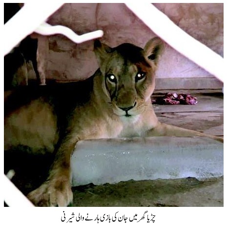 Death of Lioness in in Zoo