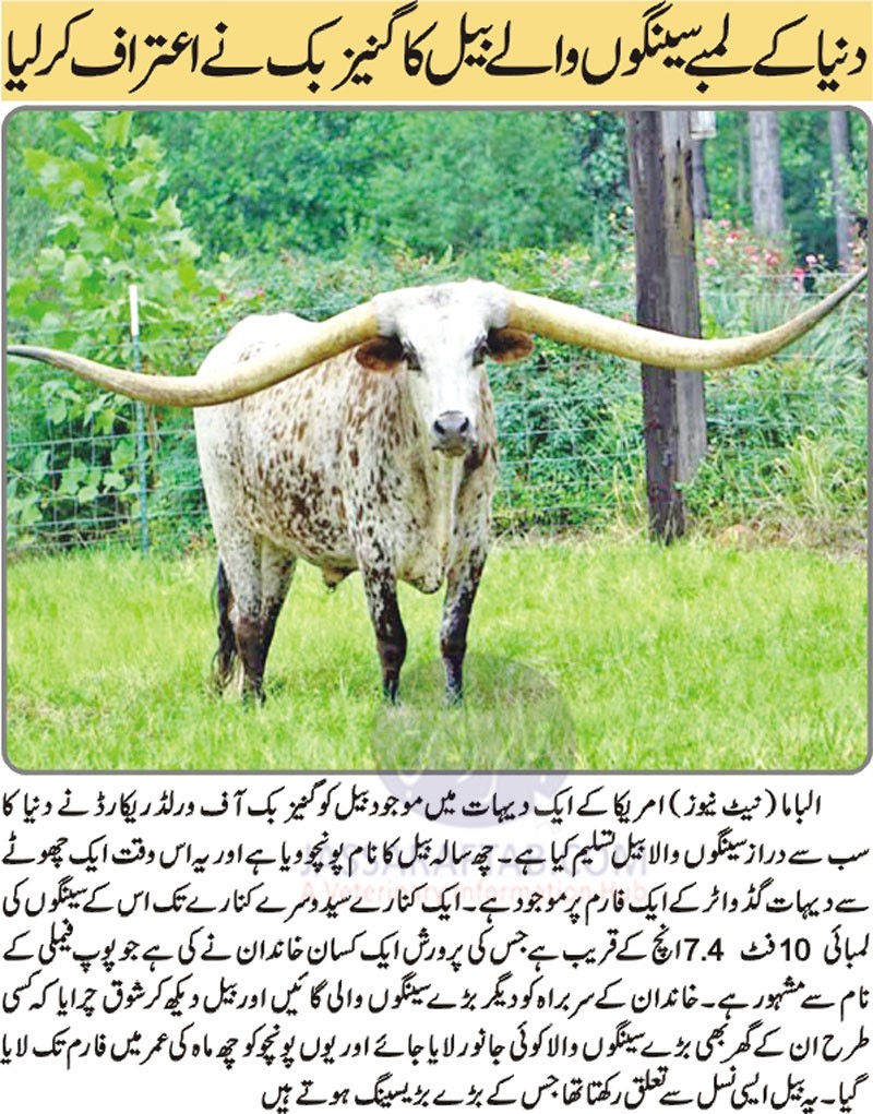 World Longest Horns of Cattle