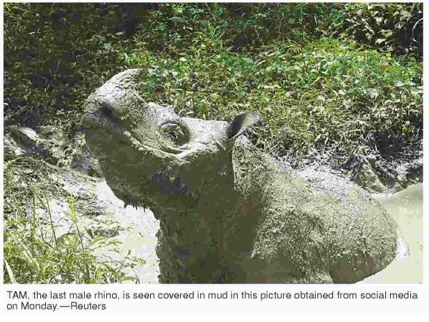 Last Sumatran Rhino