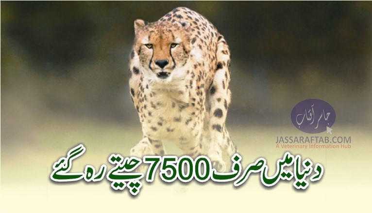There are now only 7500 Cheetahs left in the world