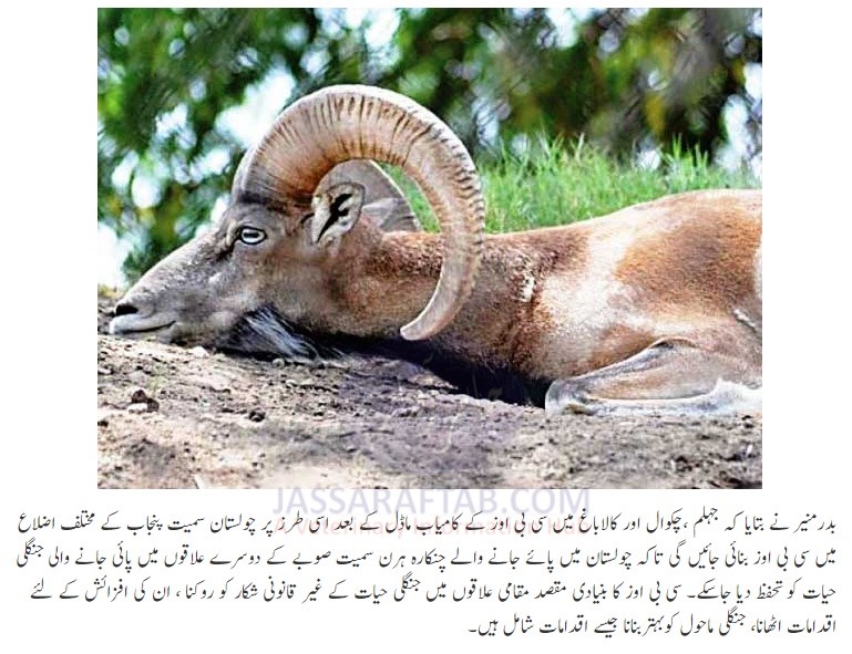 conservation of urial in Pakistan