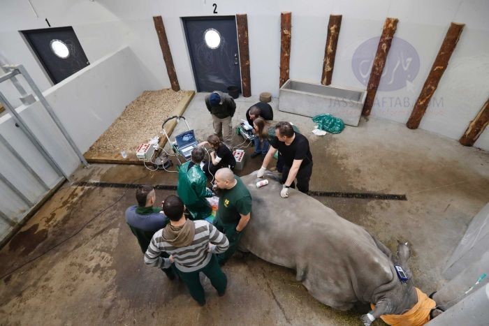 Test tube rhino successfully transferred by scientists sparking new hope for a dying species