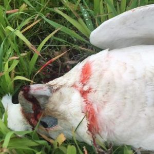 Death of bird due to poising