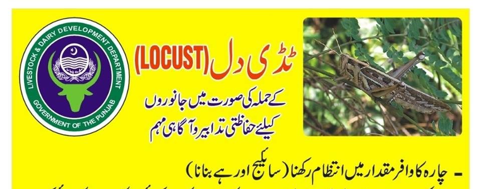 Locust attack on crops | Locust Control | Awareness