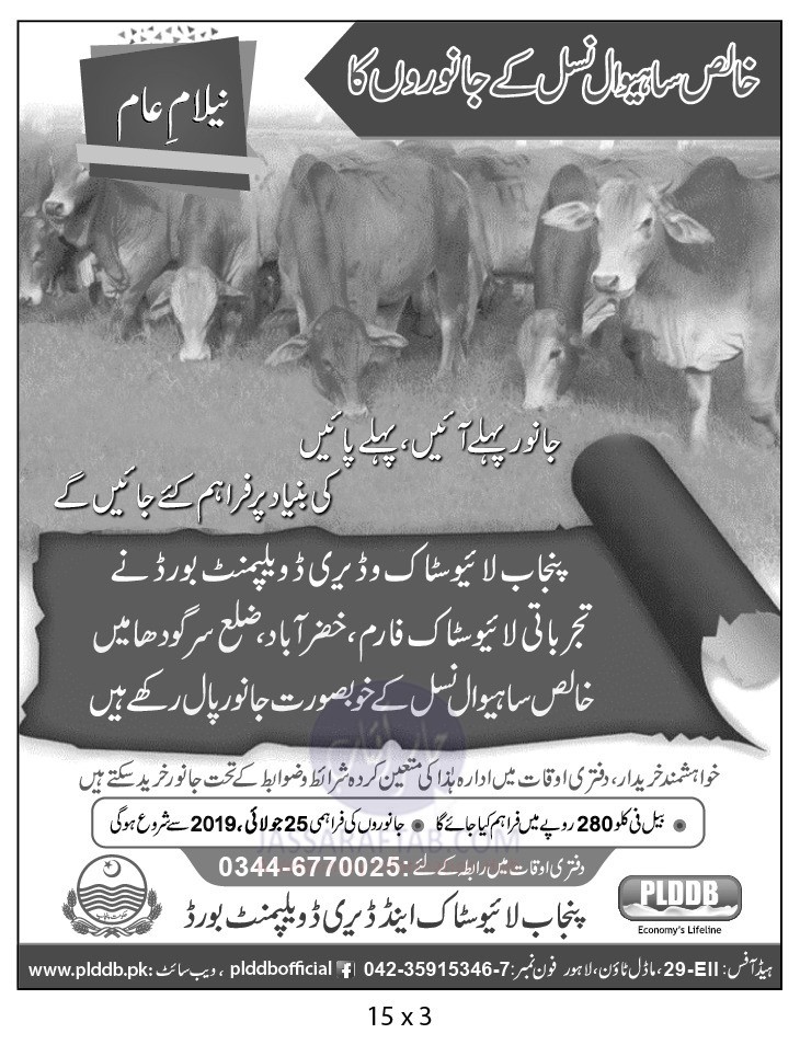 Sahiwal cows auction