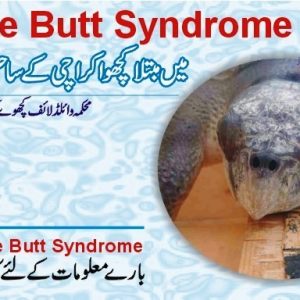 Bubble Butt Syndrome in turtle,