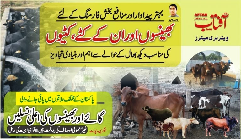 Local Breeds of cattle and Buffalo Breeds