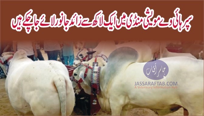 Karachi Superhighway cattle market