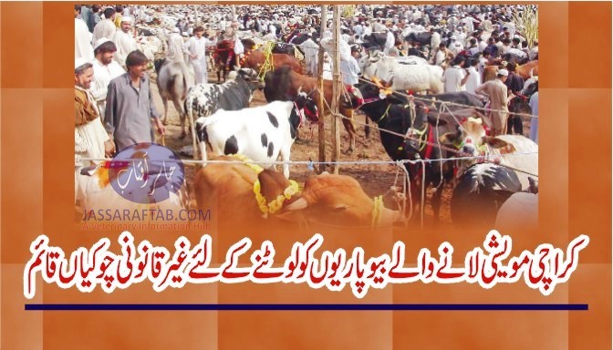کراچی مویشی لانے والے والے بیوپاریوں کو لوٹنے کے لئے غیر قانونی چوکیاں قائم
