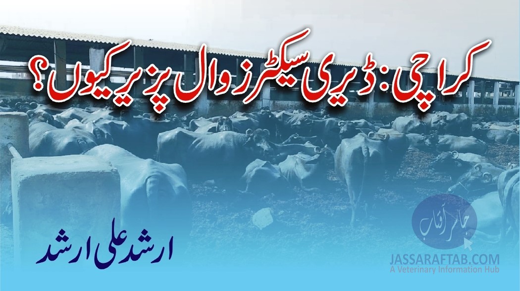 Dairy Farming in Karachi