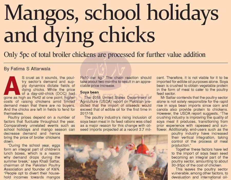 Mangos, school holidays and dying chicks
