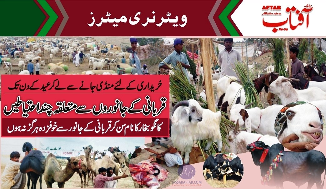 care of qurbani animals, feeding of sacrificial animals and distribution of qurbani meat or sacrificial meat