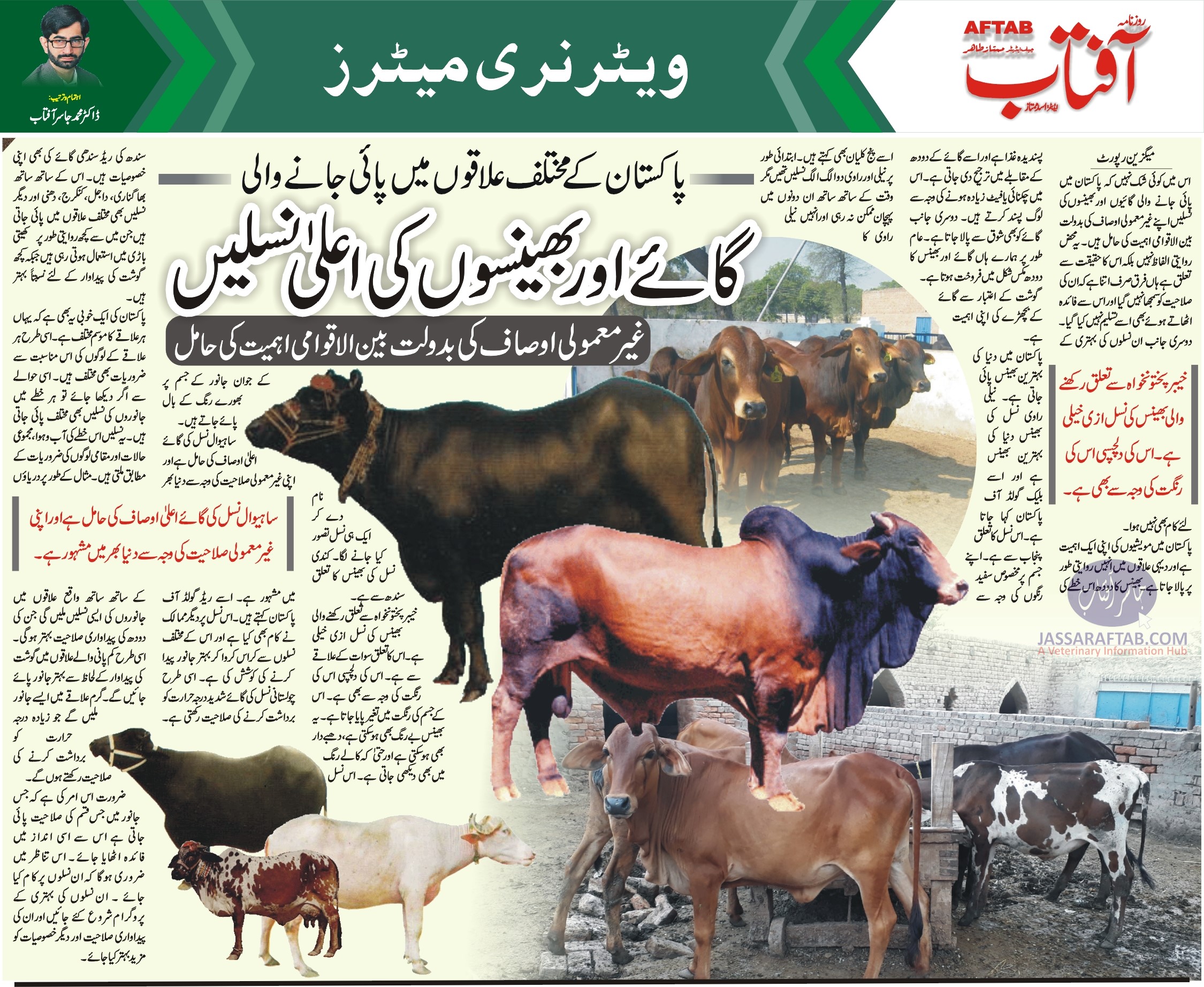 Pakistani Breeds of Cattle and Pakistani Breeds of Buffalo. Details of cattle breeds in Pakistan and buffalo breeds in Pakista