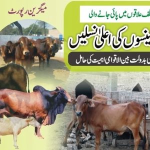 Nili Ravi Buffalo, Sahiwal Cow, Red Sindhi Cows and other livestock breeds