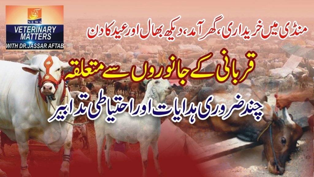 How to purchase Qurbani Animals and their care