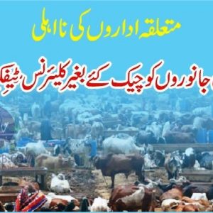 Checking of animals in Karachi Cattle market