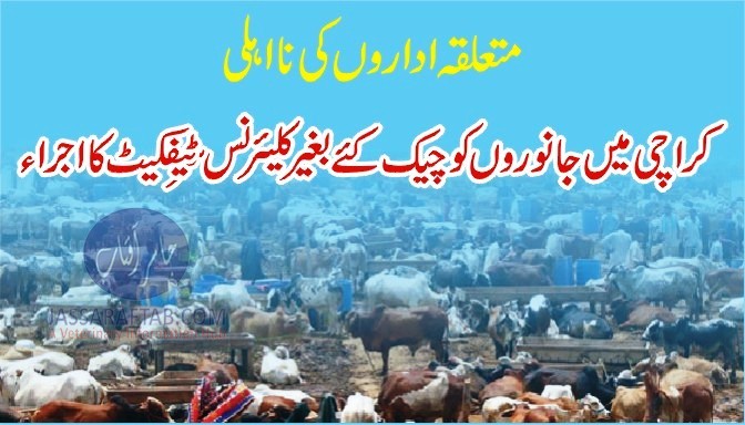 Checking of animals in Karachi Cattle market