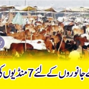 Cattle markets for Eid ul Azha