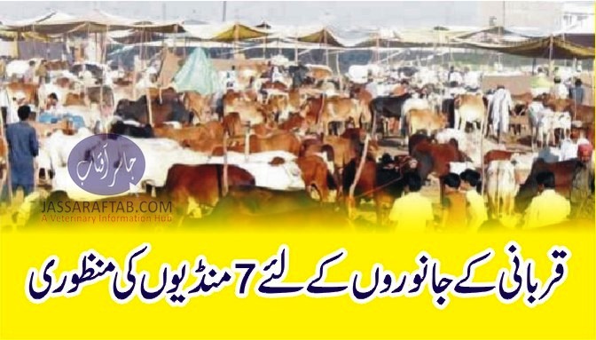 Cattle markets for Eid ul Azha
